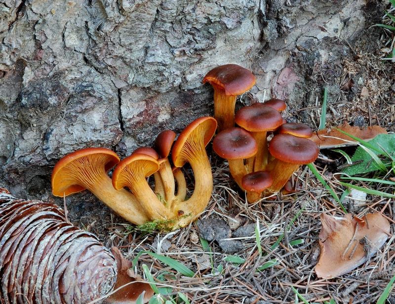 Omphalotus olearius sotto leccio